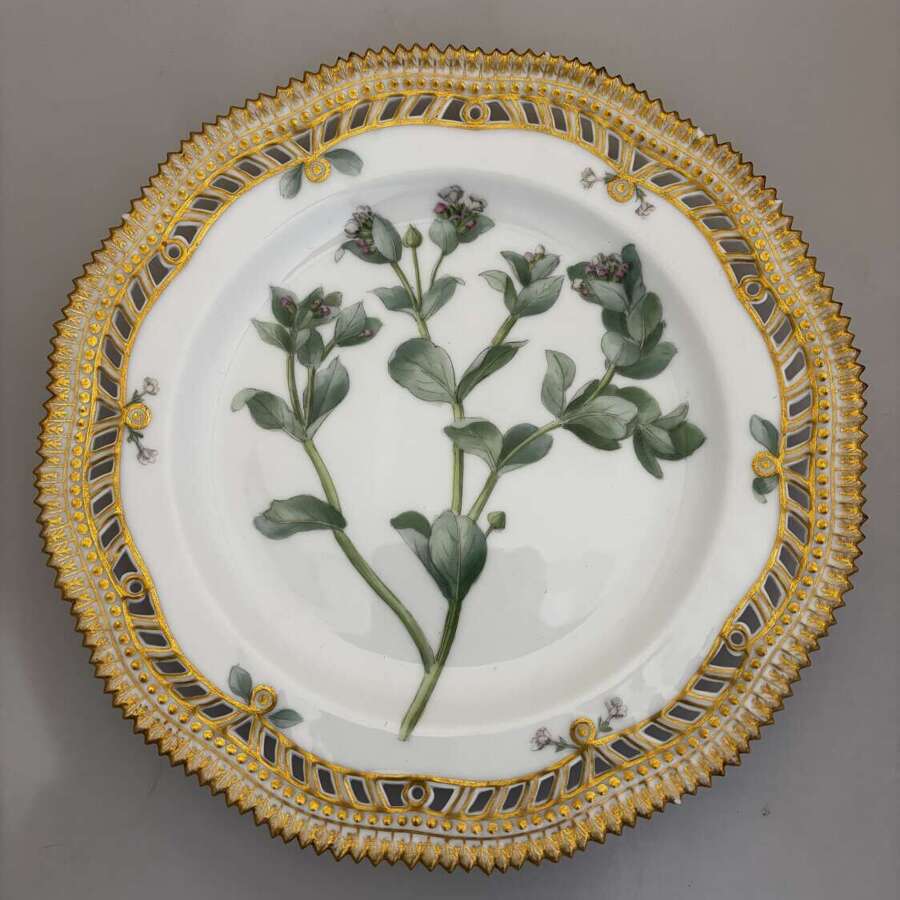 Flora danica Stenhammaria maritima plate.